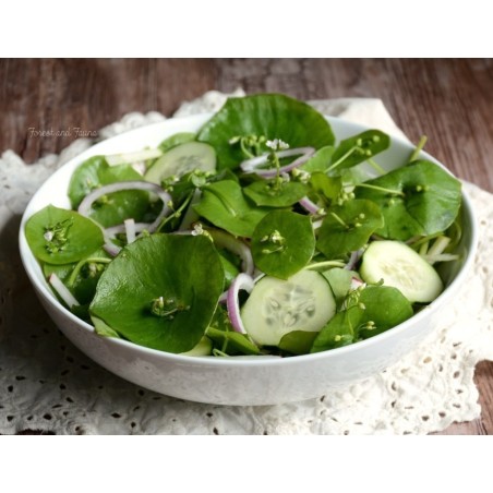 Winter Purslane Seeds (Claytonia perfoliata) | Seeds Shop Store