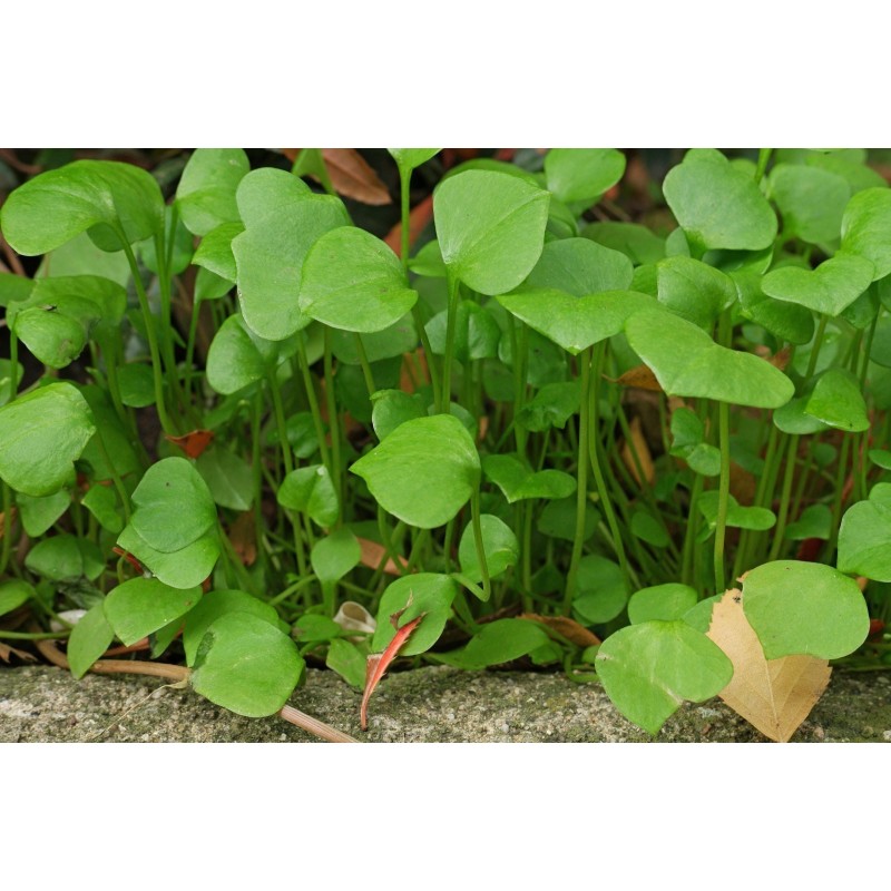 Winter Purslane Seeds (Claytonia perfoliata) | Seeds Shop Store