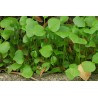 Winter Purslane Seeds (Claytonia perfoliata) | Seeds Shop Store