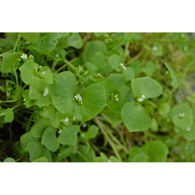 Sementes de beldroega de Inverno (Claytonia perfoliata | Seeds Shop Store
