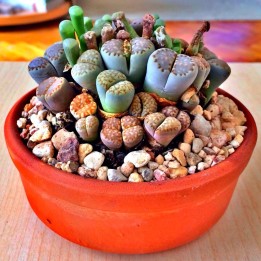 Semena Lithops - 228.714671