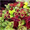 Graines De Coléus ‘Solenostemon Mélange‘ | Seeds Shop Store
