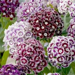 SWEET WILLIAM Seeds edible flowers | Heirloom, organic & exotic