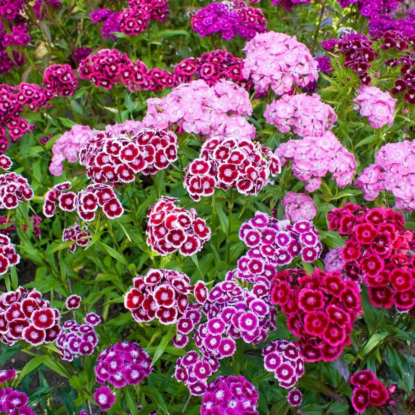 SWEET WILLIAM Seeds edible flowers | Heirloom, organic & exotic