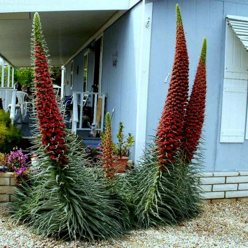 Semi di Viperina di Tenerife rosso (Echium wildpretii) | Seeds Shop Store