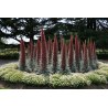Semi di Viperina di Tenerife rosso (Echium wildpretii) | Seeds Shop Store