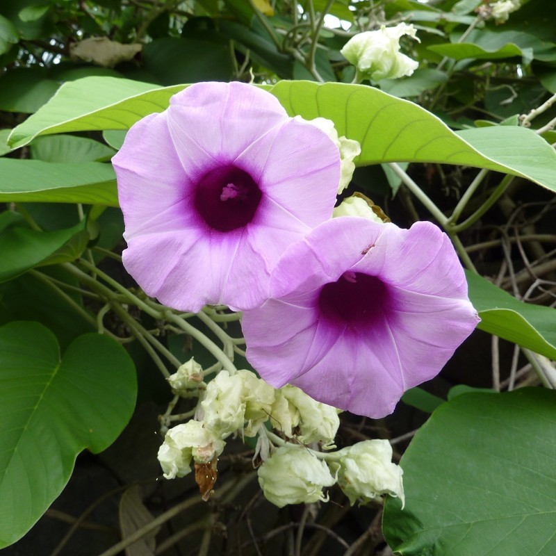 Hawaiian Baby Woodrose Seeds | Seeds Shop Store