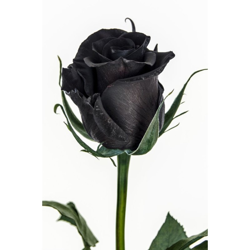 Black Rose Seeds Rare | Seeds Shop Store