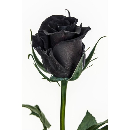Black Rose Seeds Rare | Seeds Shop Store