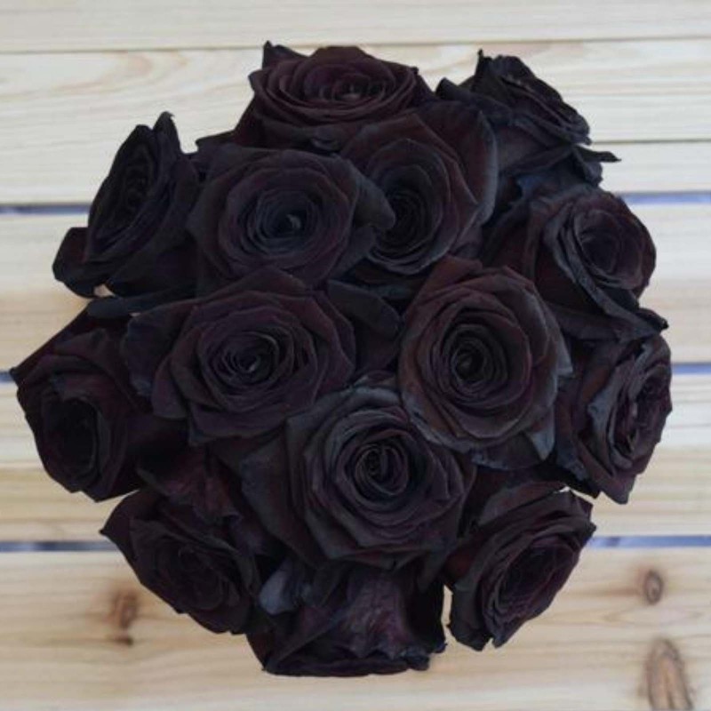 Black Rose Seeds Rare | Seeds Shop Store