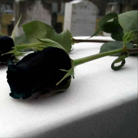 Black Rose Seeds Rare | Seeds Shop Store