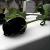 Black Rose Seeds Rare | Seeds Shop Store