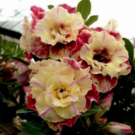 Adenium Obesum Seeds "Lemon pink" | Seeds Shop Store