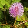 Sensitive Plant Seeds (touch-me-not) | Seeds Shop Store