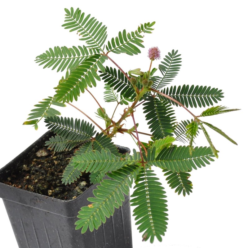 Sensitive Plant Seeds (touch-me-not) | Seeds Shop Store