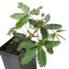 Sensitive Plant Seeds (touch-me-not) | Seeds Shop Store