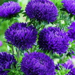 Chinese Aster Blue Samen - 228.714671