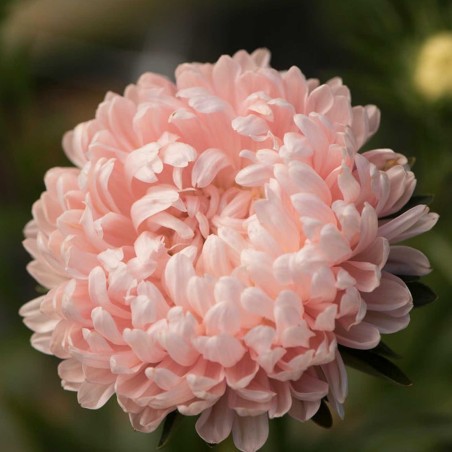 Chinese Aster Pink | Seeds Shop Store