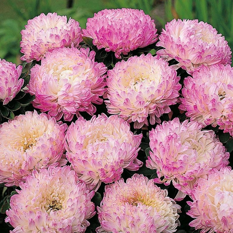 Chinese Aster Pink | Seeds Shop Store
