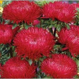 Chinese Aster rot Samen - 228.714671