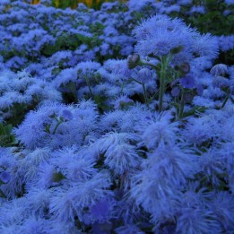 Flossflower Seeds (Ageratum mexicanum) - 263.901544