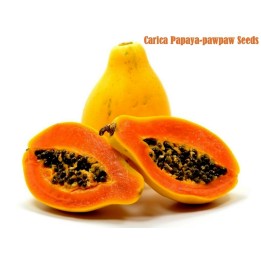 Semi di Papaya (Carica papaya) - 263.901544