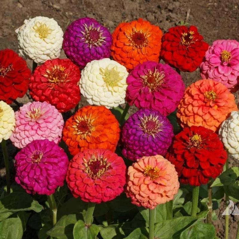 Semi di Zinnia Lilliput | Seeds Shop Store