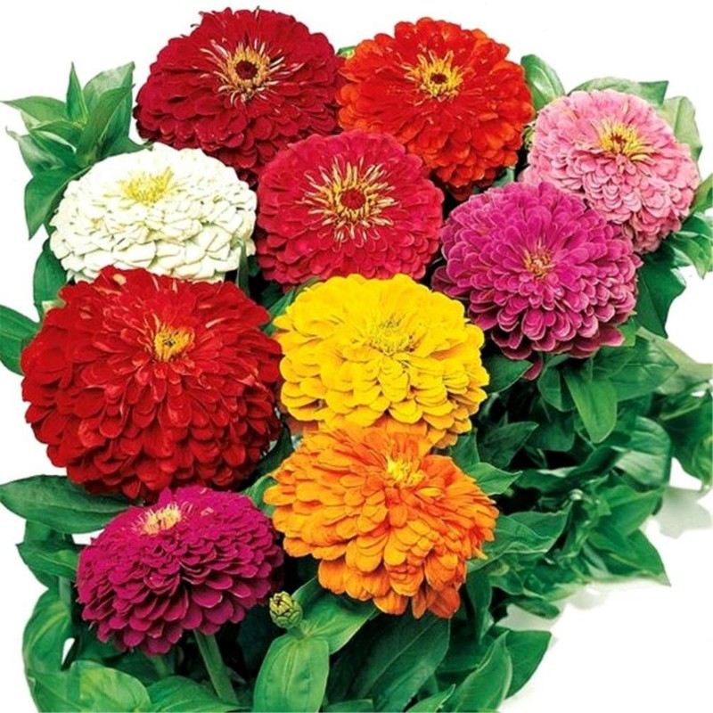 Semi di Zinnia Lilliput | Seeds Shop Store