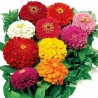 Semi di Zinnia Lilliput | Seeds Shop Store
