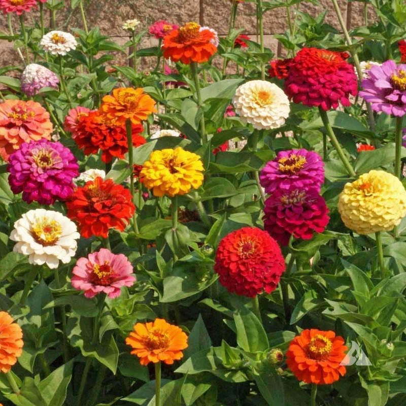 Semi di Zinnia Lilliput | Seeds Shop Store