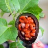 Blue Sweet Calabash Seeds (Passiflora morifolia) | Seeds Shop Store