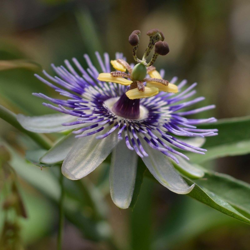 Blue Sweet Calabash Seeds (Passiflora morifolia) | Seeds Shop Store