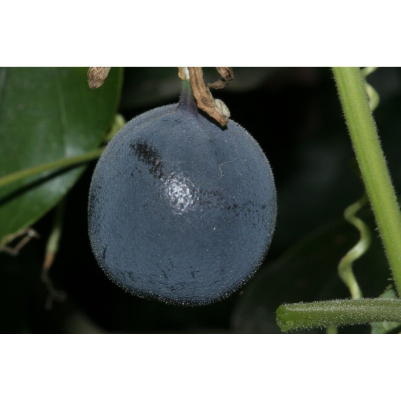 Blue Sweet Calabash Seeds (Passiflora morifolia) | Seeds Shop Store