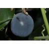 Blue Sweet Calabash Seeds (Passiflora morifolia) | Seeds Shop Store