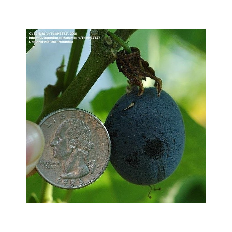 Blue Sweet Calabash Seeds (Passiflora morifolia) | Seeds Shop Store