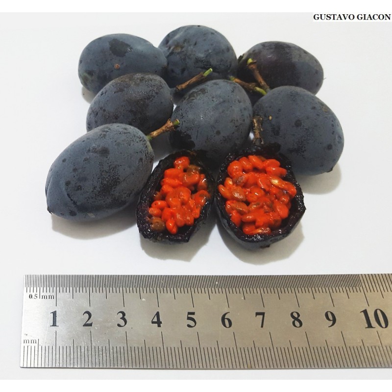 Blue Sweet Calabash Seeds (Passiflora morifolia) | Seeds Shop Store