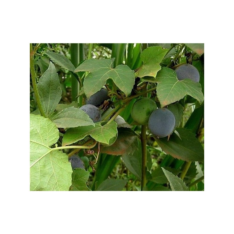 Blue Sweet Calabash Seeds (Passiflora morifolia) | Seeds Shop Store