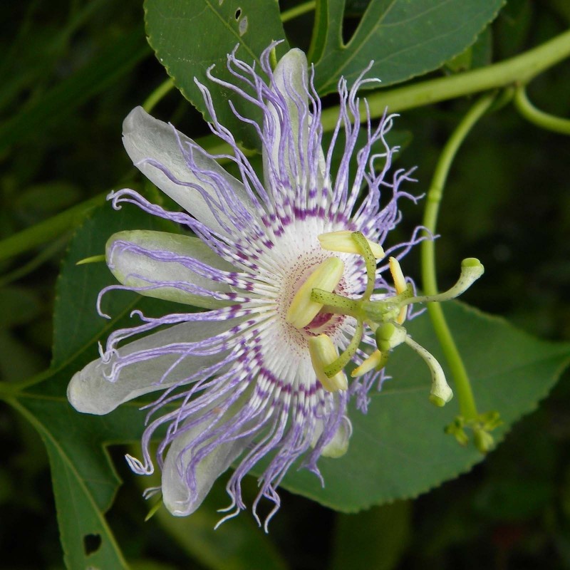 Blue Sweet Calabash Seeds (Passiflora morifolia) | Seeds Shop Store