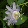 Blue Sweet Calabash Seeds (Passiflora morifolia) | Seeds Shop Store