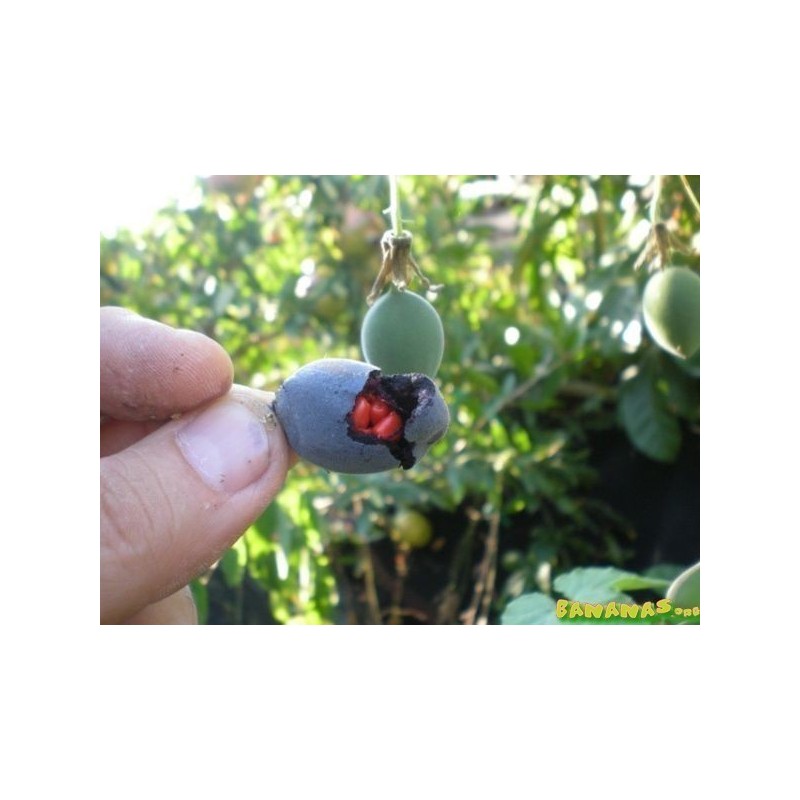 Blue Sweet Calabash Seeds (Passiflora morifolia) | Seeds Shop Store