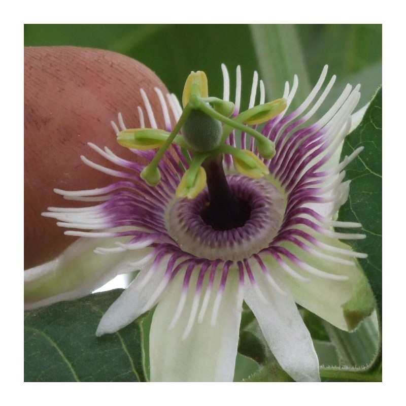 Blue Sweet Calabash Seeds (Passiflora morifolia) | Seeds Shop Store