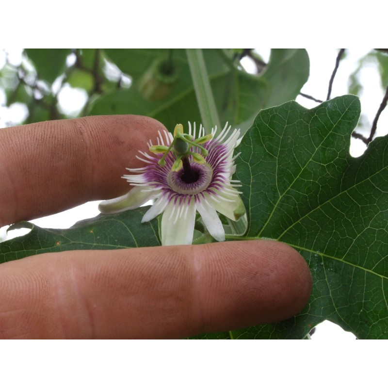 Blue Sweet Calabash Seeds (Passiflora morifolia) | Seeds Shop Store