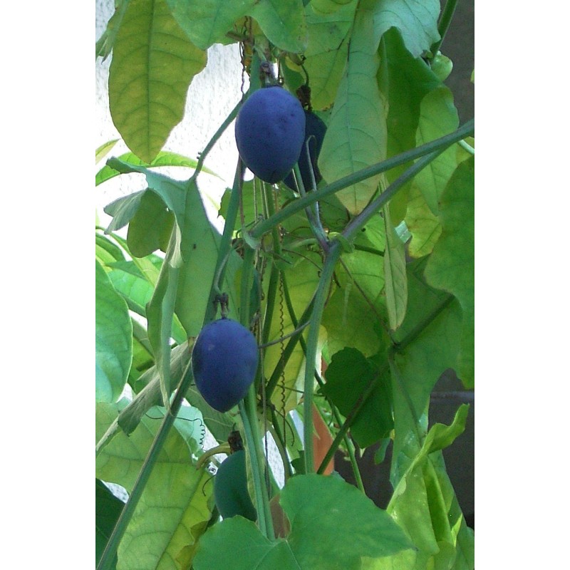 Blue Sweet Calabash Seeds (Passiflora morifolia) | Seeds Shop Store