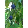 Blue Sweet Calabash Seeds (Passiflora morifolia) | Seeds Shop Store