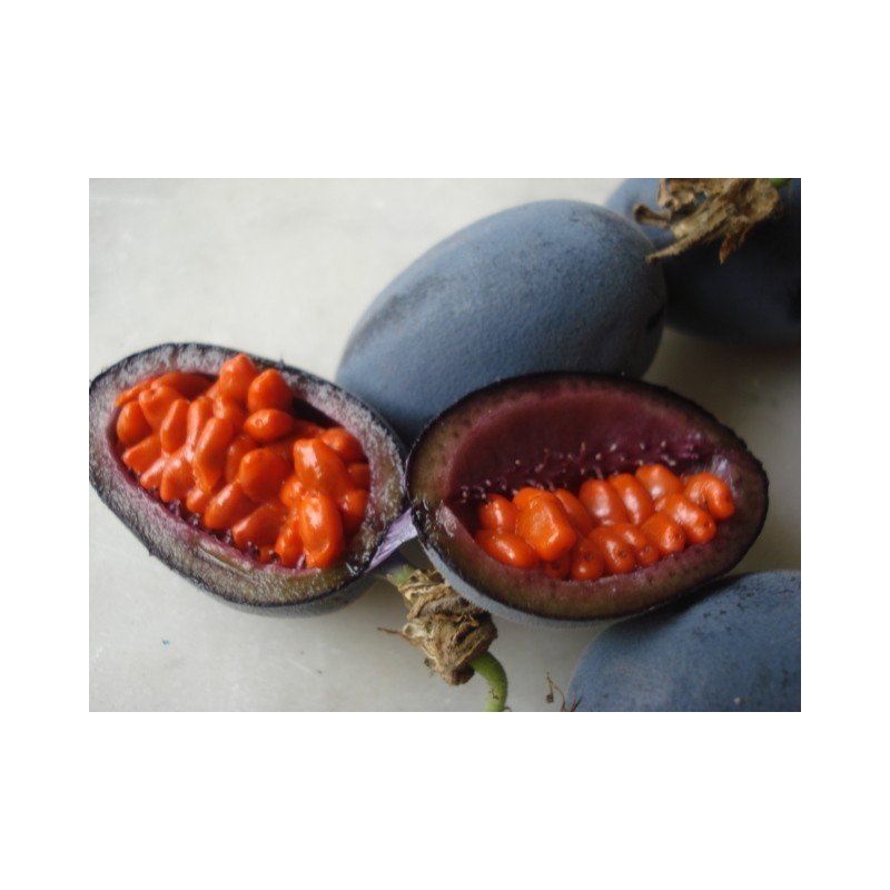 Blue Sweet Calabash Seeds (Passiflora morifolia) | Seeds Shop Store
