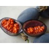 Blue Sweet Calabash Seeds (Passiflora morifolia) | Seeds Shop Store