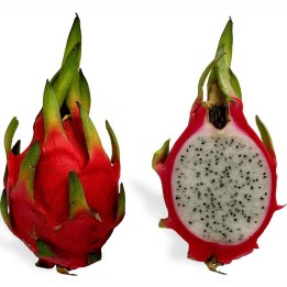 Semi di Pitahaya rossa (Hylocereus undatus) - 234.57915