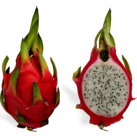 Drachenfrucht Pitahaya Samen (Hylocereus undatus) | Seeds Shop Store