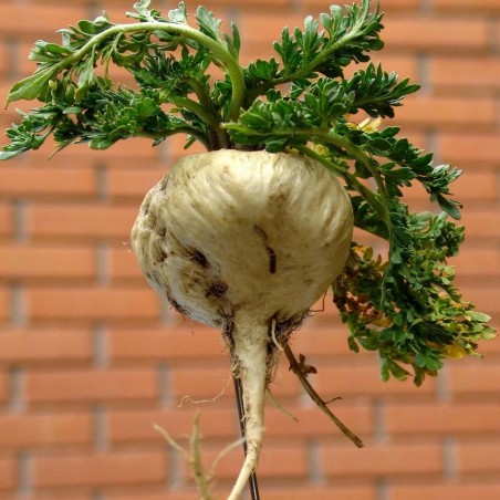 Maca Seeds (Lepidium meyenii) | Seeds Shop Store