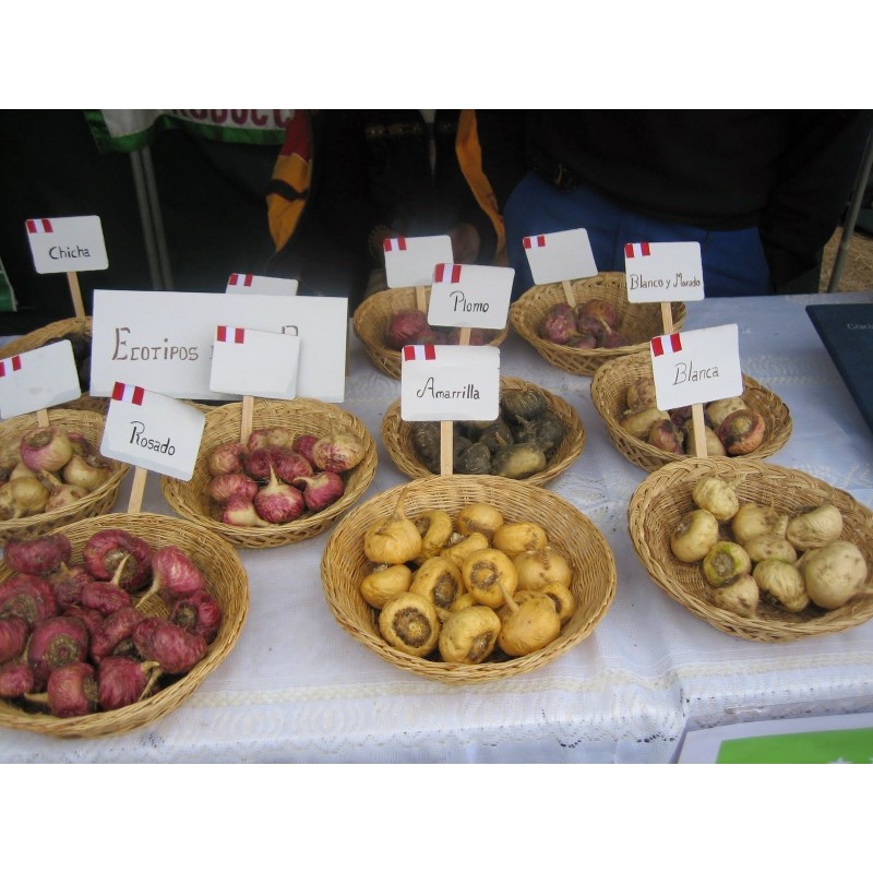 Maca Seeds (Lepidium meyenii) | Seeds Shop Store